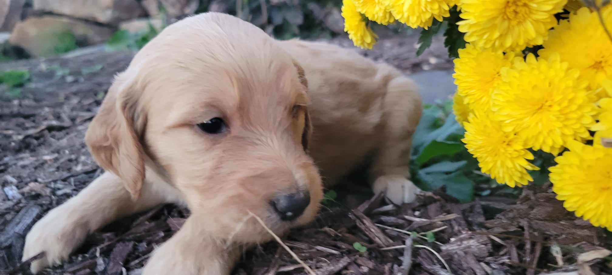 puppy, for, sale, Poodle Standard/Golden Retriever, Lana  Arnall, dog, breeder, Hartville, MO, dog-breeder, puppy-for-sale, forsale, nearby, find, puppyfind, locator, puppylocator, aca